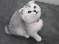 55 günlük Scottish Fold Silver Dişi