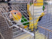 Alışkın DNA belgeli çift caique