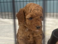 1 dişi ve 1 erkek toy poodle yavrular