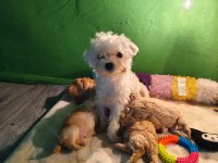 Maltipoo Miniklerim