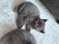 6 Mart Doğumlu British Shorthair Yavrular 2 Adet