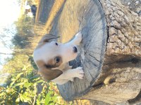 Kısa bacak safkan jack russell