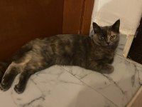 BRİTİSH SHORTHAİR puf puf tüylü dişi 7 aylık
