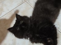 Anne ve yavruları kediler