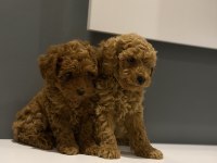 Biblo poodle bebeklerim yeni yuvasını arıyor