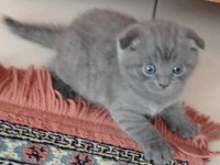 Safkan british ve scottish fold yavrular