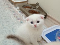 Scottish fold dişi ve erkek yavru kediler