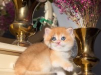 Altın Parlaklığında Golden British Shorthair 
