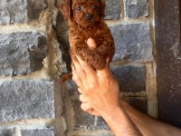 Toy poodle red