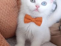 İki gözü farklı güzel kedimiz erkek british