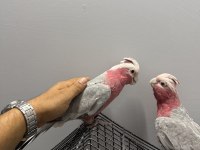 HAZIR ÇİFT GALLAH KAKADU TAKIM