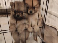Adanadan Pomeranian Yavrularımız