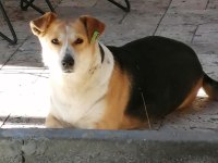 Yuva aranıyor sosyal köpekler