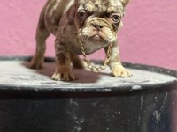 Mükemmel standartlarda french bulldog yavruları