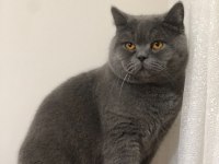 Aşırı yakışıklı british shorthair