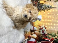 Kıvır kıvır Maltipoo