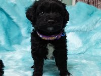 Güzel poodle yavrularımız yeni yuvalarını arıyor