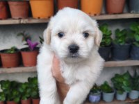 Erkek Maltese