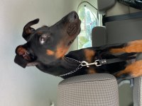 7 aylık eğitimli doberman