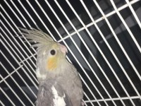 Gri sultan papağanı 2 aylık
