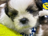 Shih tzu köpeği yavruları