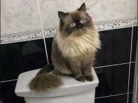 BABA İRAN ANNE HİMALAYAN CİNSİ DİŞİ KEDİMİZ