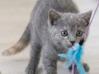 BAKMADAN GEÇMEYİN HER RENK HER CİNS YAVRU KEDİLER