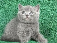 Erkek British Shorthair