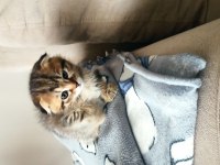 Scottish fold 1.5 aylık