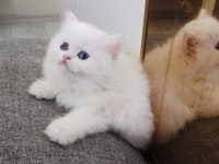 British golden blue ay 1233 erkek golden straight dişi
