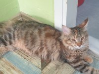 Main coon 4 aylık