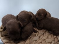 Kore red brown toy poodle
