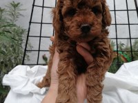 Orjinal toy poodle