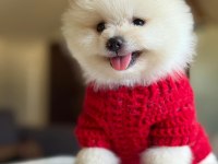 ORJİNAL TATLI POMERANİAN BOO