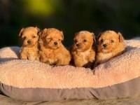 KOREA TEACUP MİCRO MALTIPOO BEBEKLERİMİZ