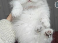 British longhair kedisi