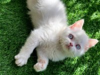 Bembeyaz yavru british shorthair