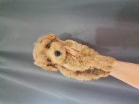 Maltipoo dişi erkek