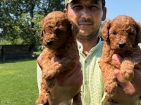 toy poodle yavrular bir birinden güzel