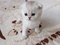 Scottish fold yavrular rezerveye açıktır