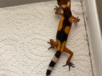 Moph garantili leopard gecko