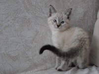 Blue point british shorthair kardeşler