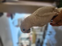 6 aylık bebek büyütmek isteyene