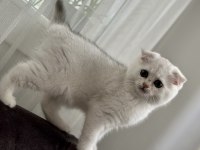 2 Aylık Sağlıklı Scottish Fold Dişiler