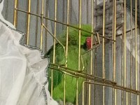 Erkek Pakistan Papağanı