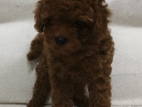 Toy poodle yavru köpeği