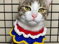 2 YAŞINDA DİŞİ TEKİR KEDİMİZE ACİL YUVA