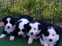 Border Collie Yavrular