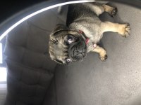 Dişi Pug Yavrumuz Yeni Ailesini Arıyor