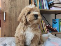 Maltipoo yavrularımız